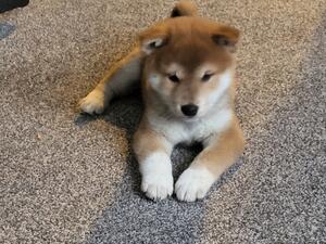 PUPPY BOY - 7 WEEKS OLD