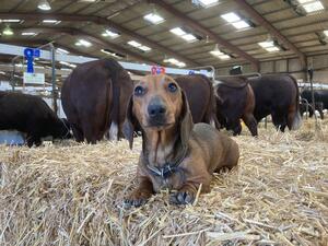 On the farm