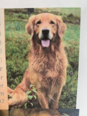 Riley - The handsome Sire