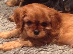 Ruby boy puppy