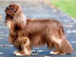 Cridensa Conrad ShCM ShCEx (Ruary)