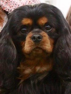 Sire - Ch Haran Alfie Boe