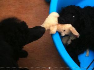 Cheeky chaps At Play