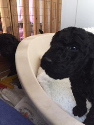 I will not keep still but I am only 4 weeks