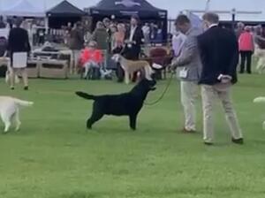 RCC Blackpool Championship Dog Show