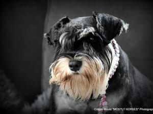 Winflash Eva The Diva