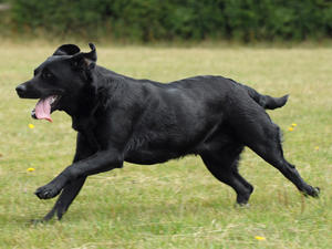 Sugar free running