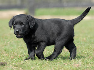 One of the dog puppies