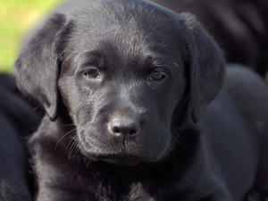Puppy Head Shot