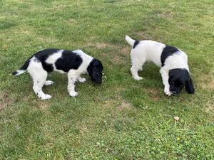 2 boys available