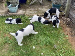 Puppies at 8 weeks