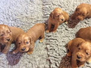Puppies 3 weeks