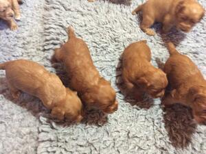 Puppies 3 weeks