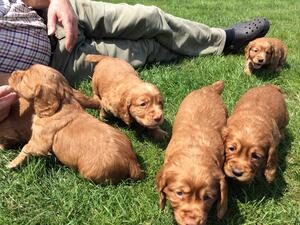 PUPPIES AT 5 WEEKS HAVING A PLAY