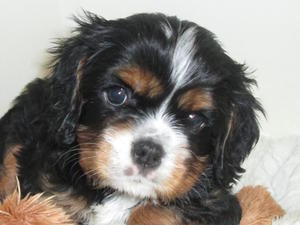 Black/Tan Dog