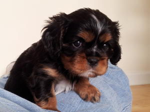 Black/Tan Bitch