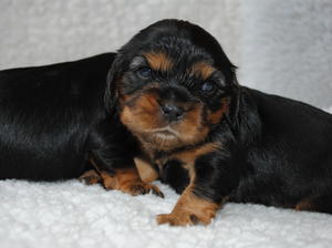 Black/Tan Dog pups