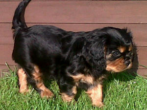 Pup 7 weeks