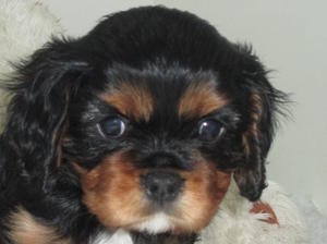 Black/Tan Dog