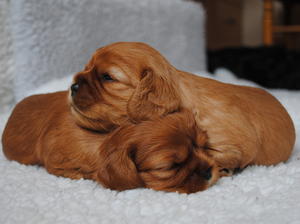 Ruby Bitch pups