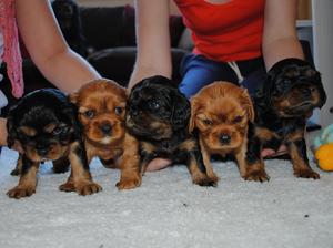 Pups 4 Weeks old