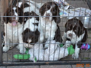 stella's pups