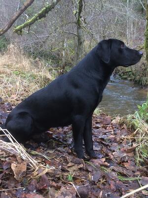 Tay sitting steady to shot birds