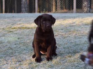 Richmondhill Dior (AKA Islay)