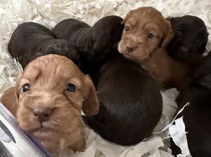 B litter
