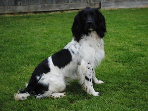 badgercourt springer spaniel