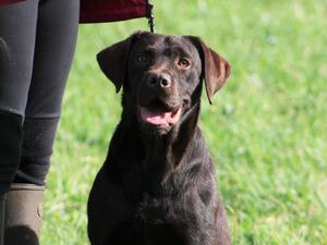 Parker ( Sire)