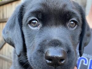 Boy pup