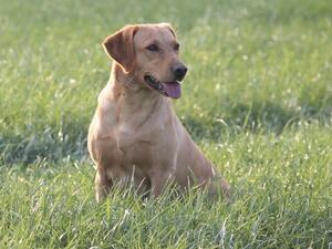 Bess (Dam)