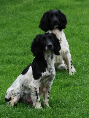 badgercourt springer spaniels for sale