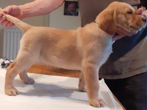 Male 8 weeks 16.4.22