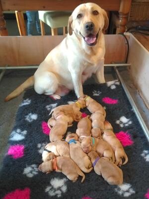 Pups
