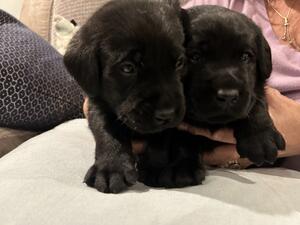 Black boy looking for his forever home