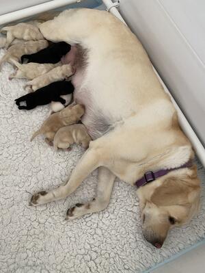 Lovely home reared contented litter