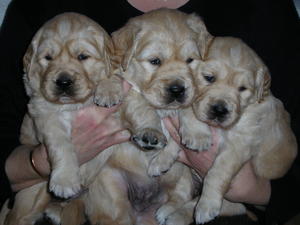 Pups 2005
