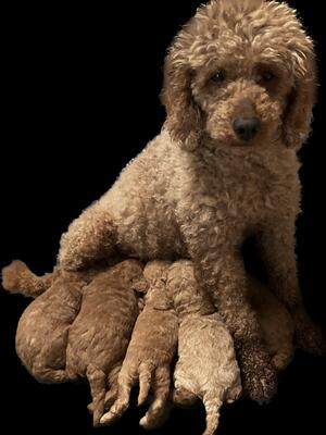 Mother with her puppies.