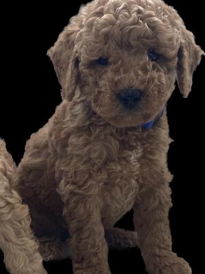 Boy available