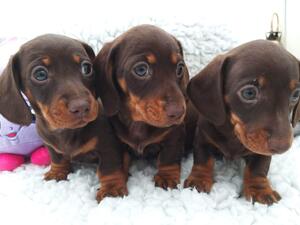 Mum and puppies