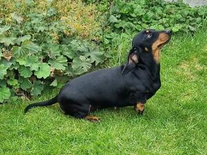 Wilow