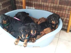 Ready to leave at 12 weeks