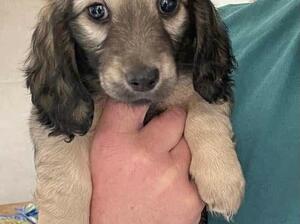 Little boy Toby