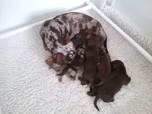 Mum and pups