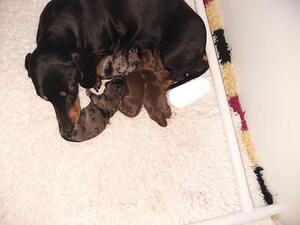 Mum with pups