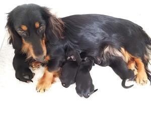 Mum with pups