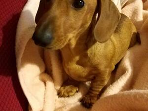 Flynn dad to pups clear red coat