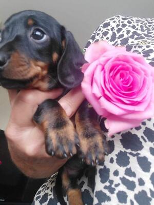 1 black & Tan girl